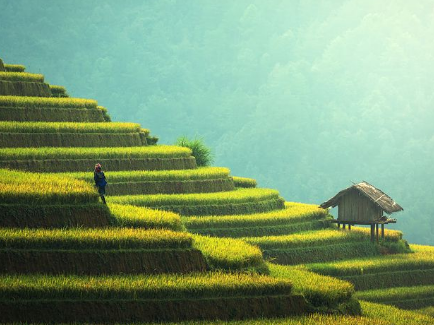 我們現(xiàn)在吃(chī)的(de)大(dà)米，是(shì)袁隆平培育的(de)雜(zá)交水(shuǐ)稻嗎(ma)？兩者有(yǒu)何區(qū)别呢(ne)？